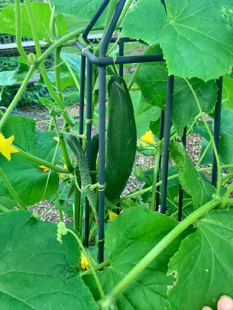 Stabilize moisture, then reassess new fruit