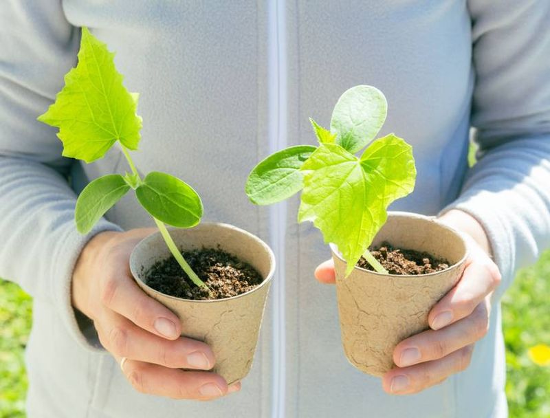 Stabilize the Plant Before You Repot