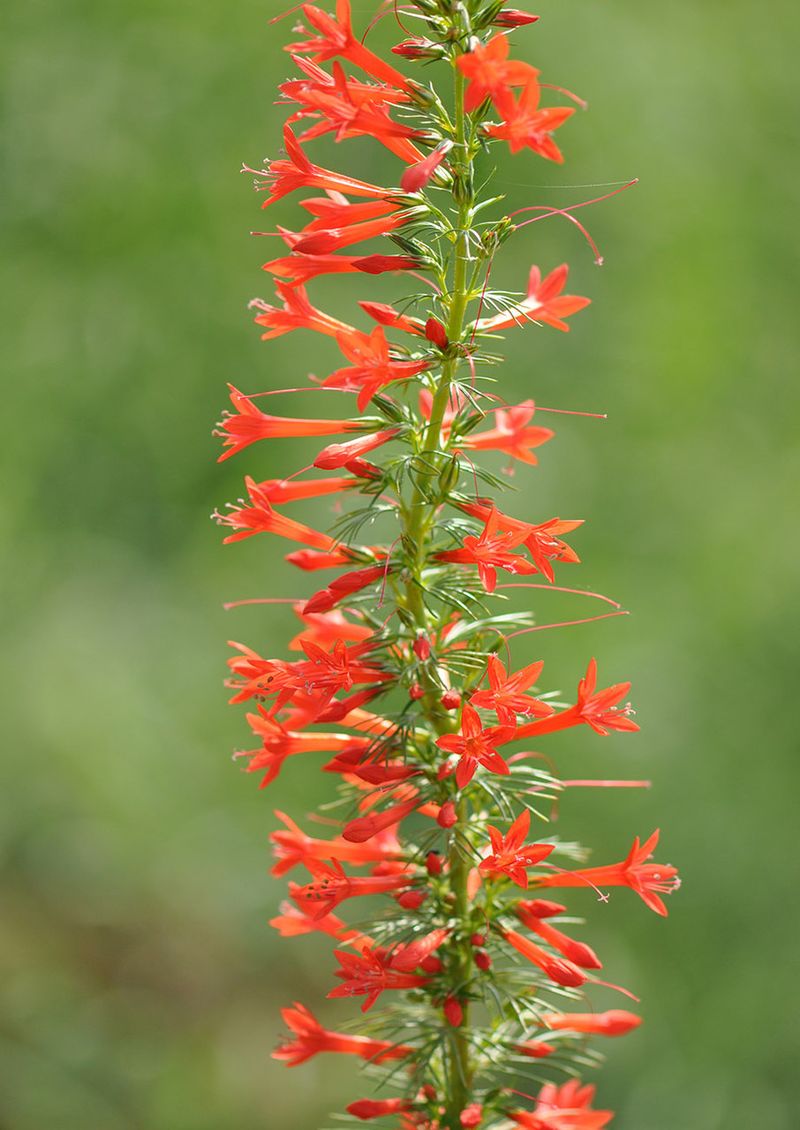 Standing Cypress (Ipomopsis rubra)