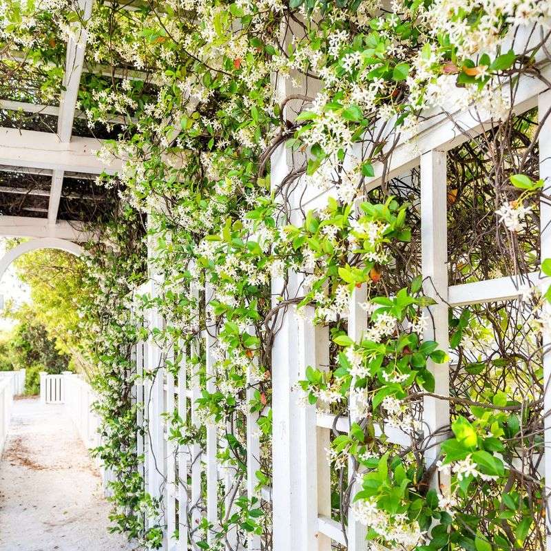Star Jasmine (Trachelospermum jasminoides) Star Jasmine (Trachelospermum jasminoides)