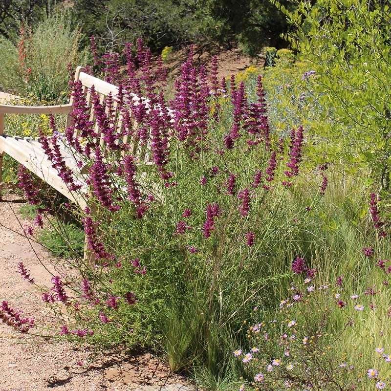 A Likely Candidate: Agastache cana of Western Texas