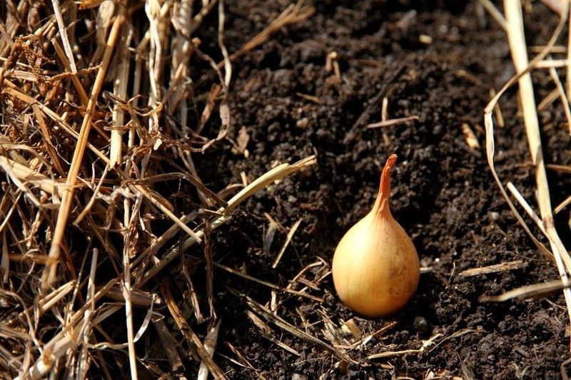 One ordinary onion set usually produces one onion