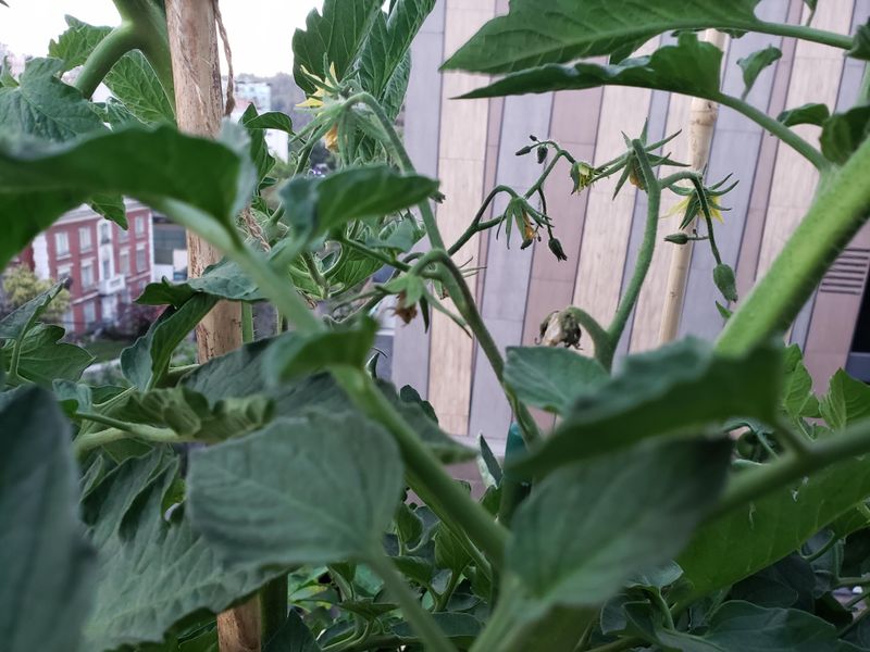Start by identifying what the plant is actually doing Start by identifying what the plant is actually doing