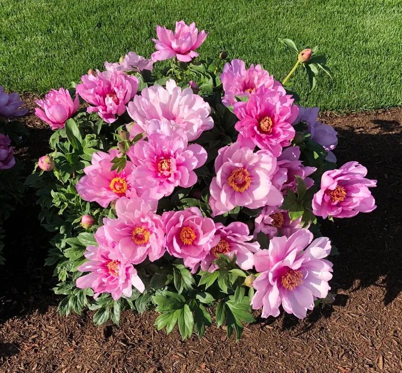 Start by identifying your peony