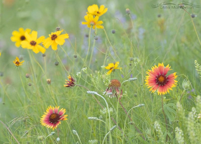 Match the seed to your Texas region