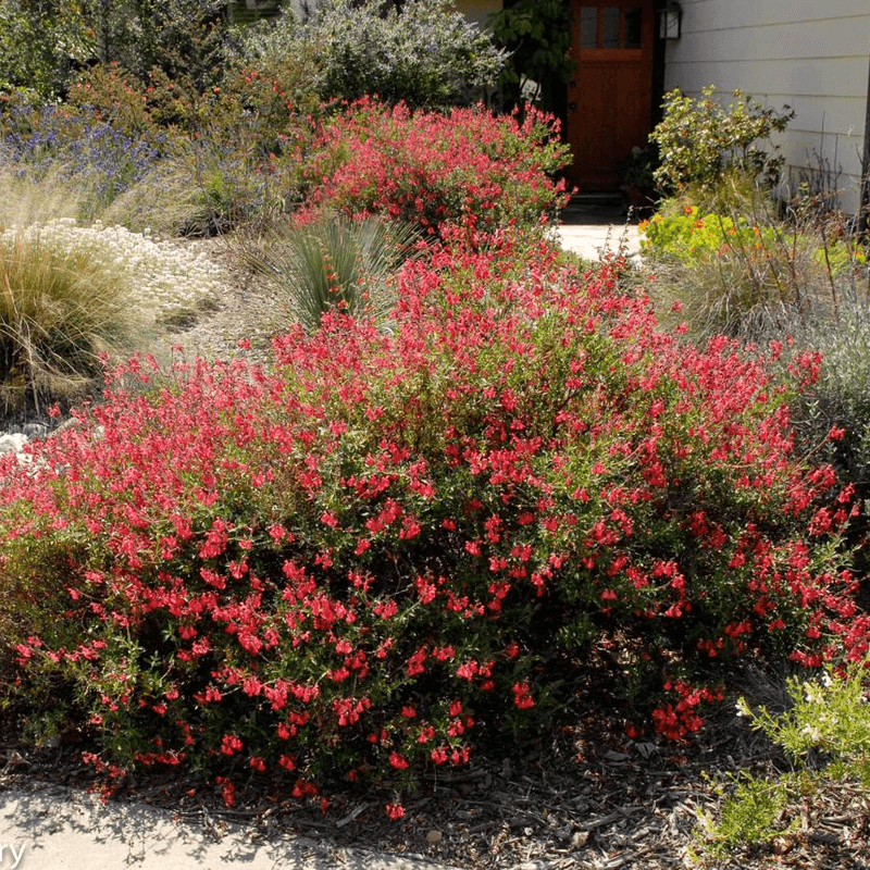 Start with autumn sage, then build the habitat Start with autumn sage, then build the habitat
