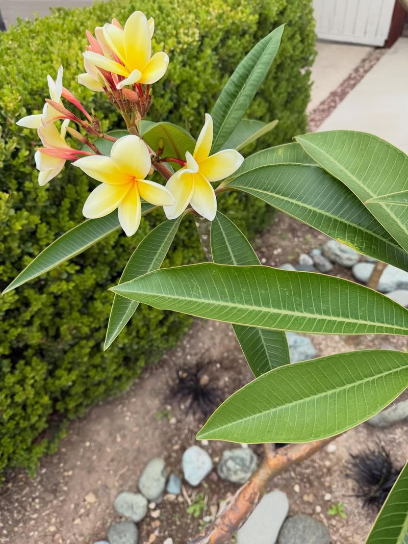 Start with sunlight, not a bloom booster