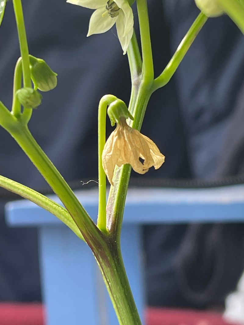 Start with the Flower, Not the Fertilizer Bag Start with the Flower, Not the Fertilizer Bag