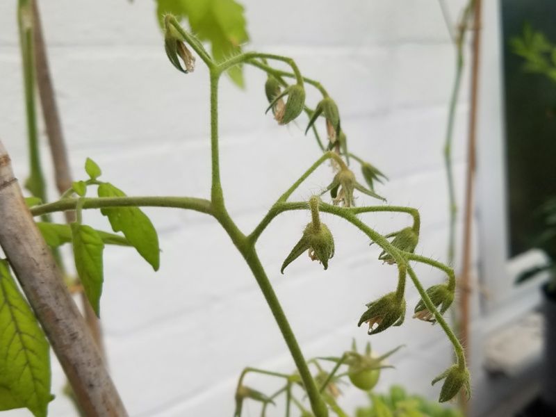 Start with the flowers, not the plant’s height