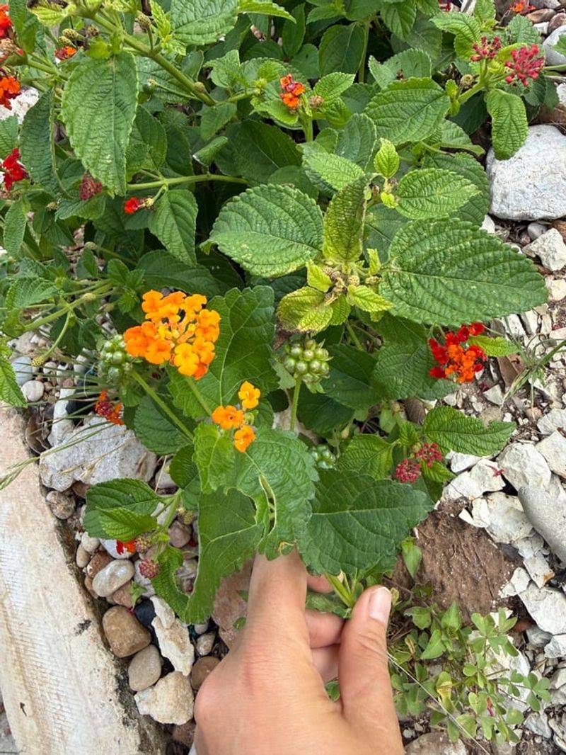 Start with the plant you actually grow