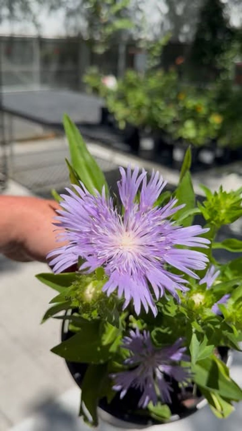 Stokes' Aster