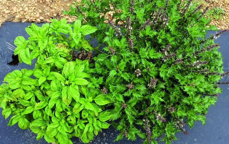 Stop pruning when symptoms point to disease Stop pruning when symptoms point to disease