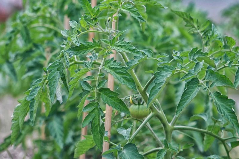 Stop unnecessary nitrogen when foliage is exceptionally lush Stop unnecessary nitrogen when foliage is exceptionally lush