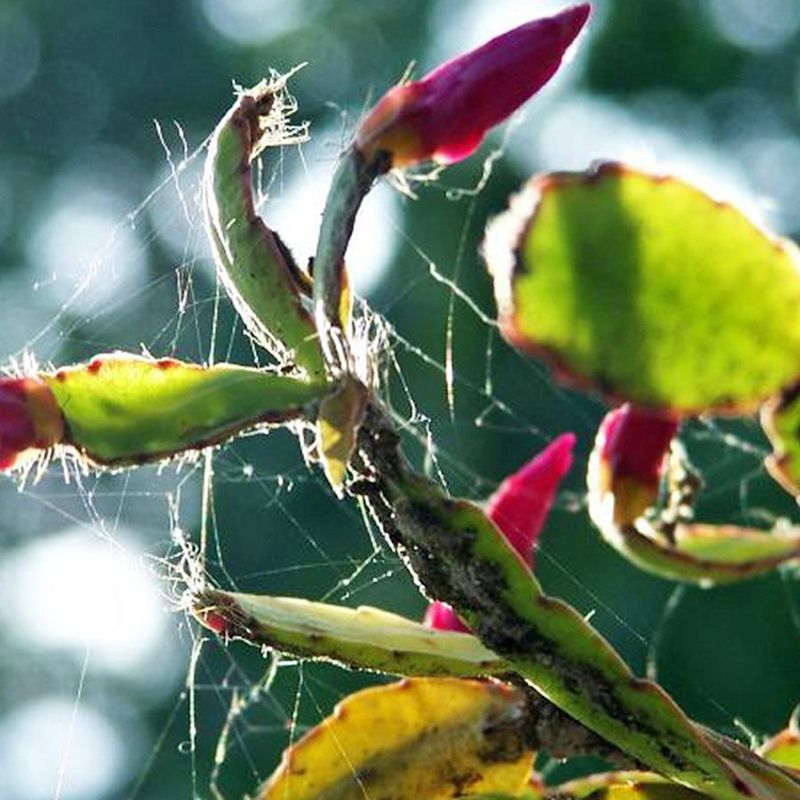 Pests and Fungus Can Be the Hidden Saboteurs