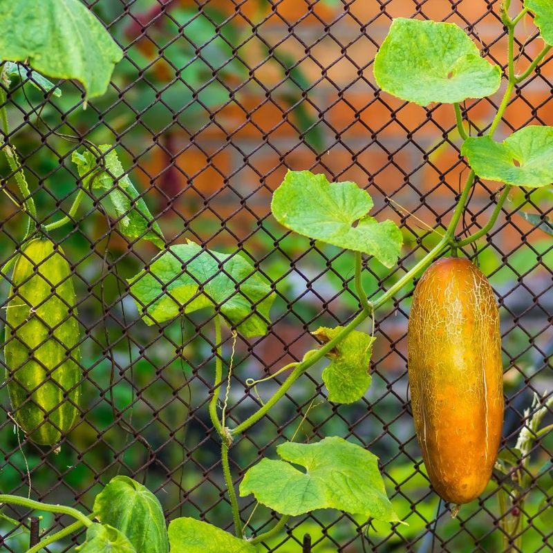Summer Heat Can Hide the Harvest Window
