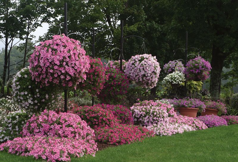 The Wrong Petunia Variety for the Spot