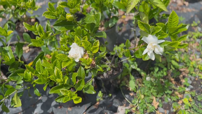 Summer flowers are a bonus, not a guarantee
