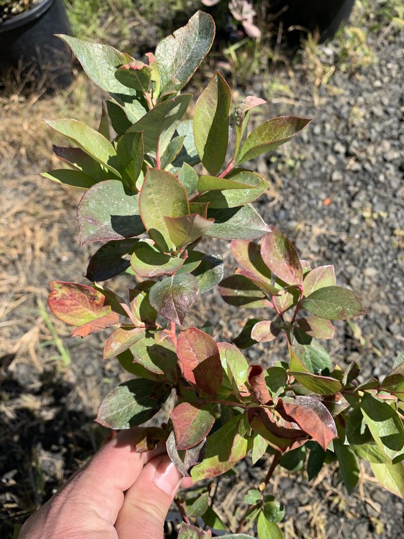 Summer red leaves are a symptom, not a diagnosis Summer red leaves are a symptom, not a diagnosis