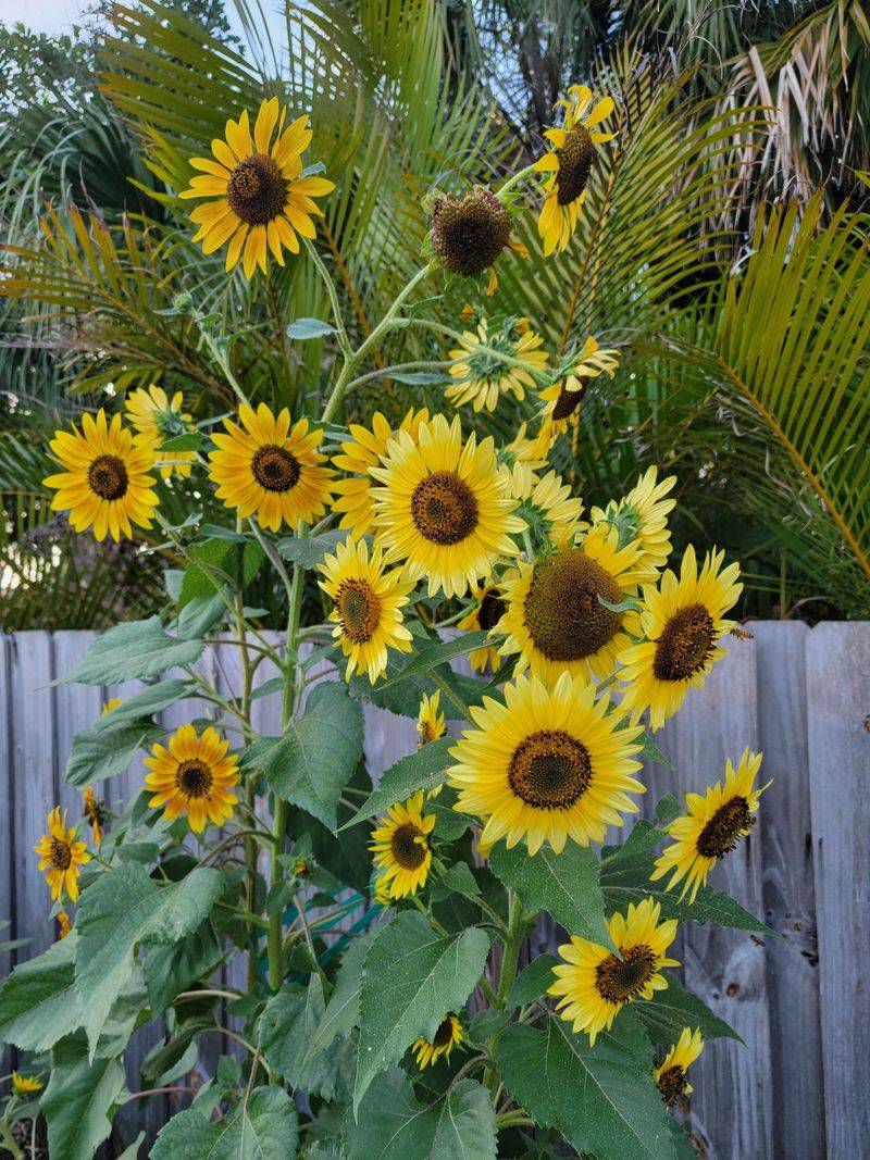 Sunflower (Helianthus)