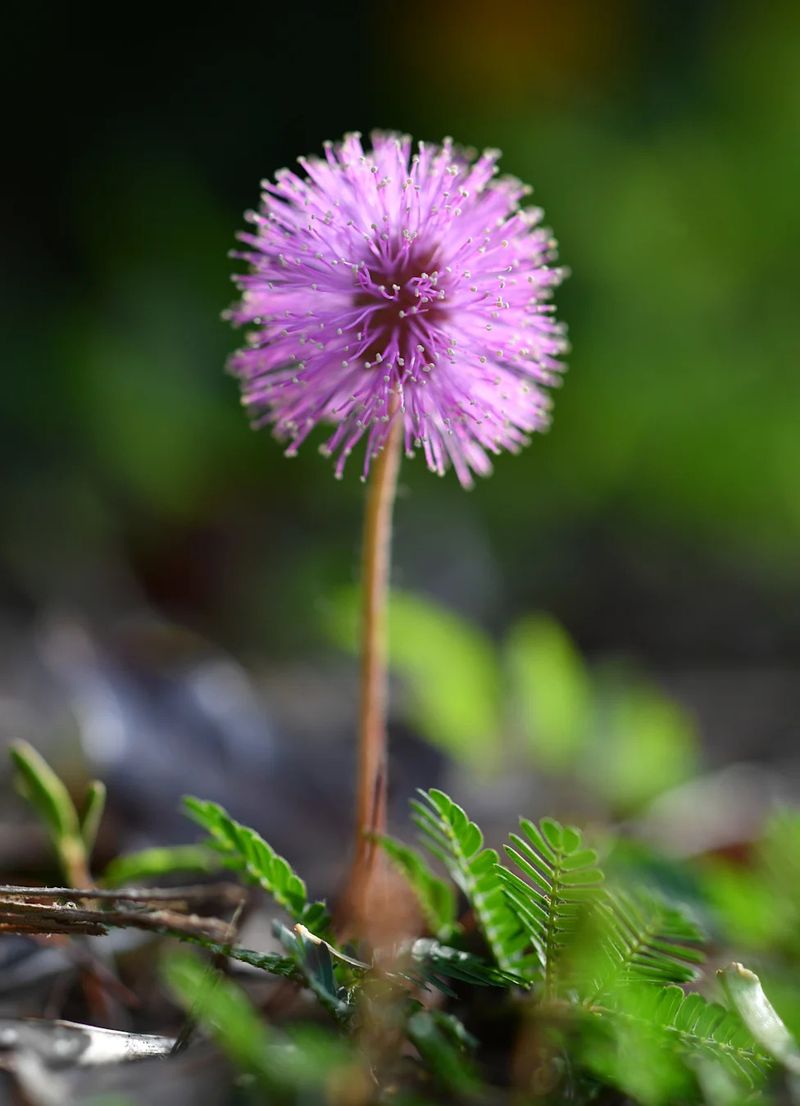 Sunshine Mimosa