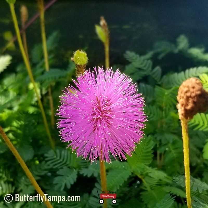 Sunshine Mimosa