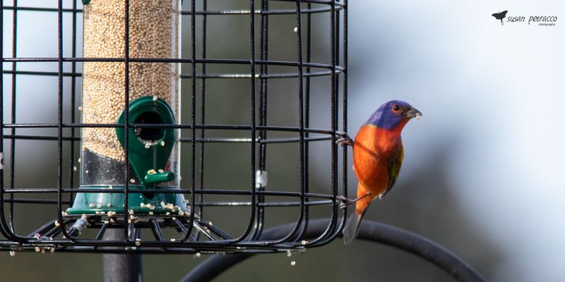 Supply small seeds while leaving room for breeding-season insects