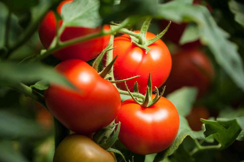 Supplying Sulfur for Flavor and Health