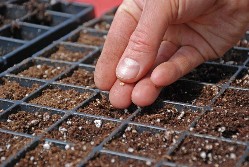 Seed-Starting Mix Amendment