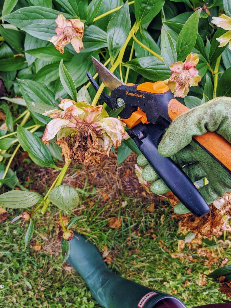 Deadhead Spent Flowers Promptly