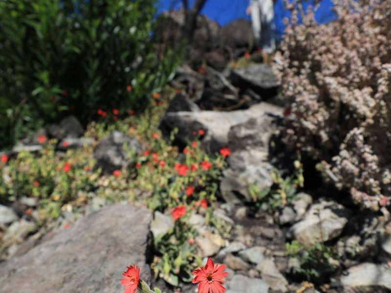 Support lizard habitat without violating fire safety