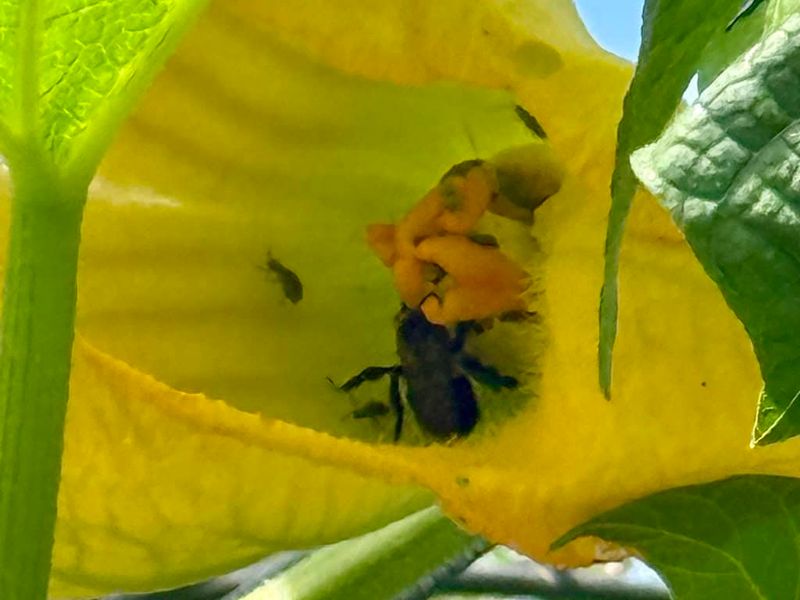 Support natural pollinators while you improve fruit set