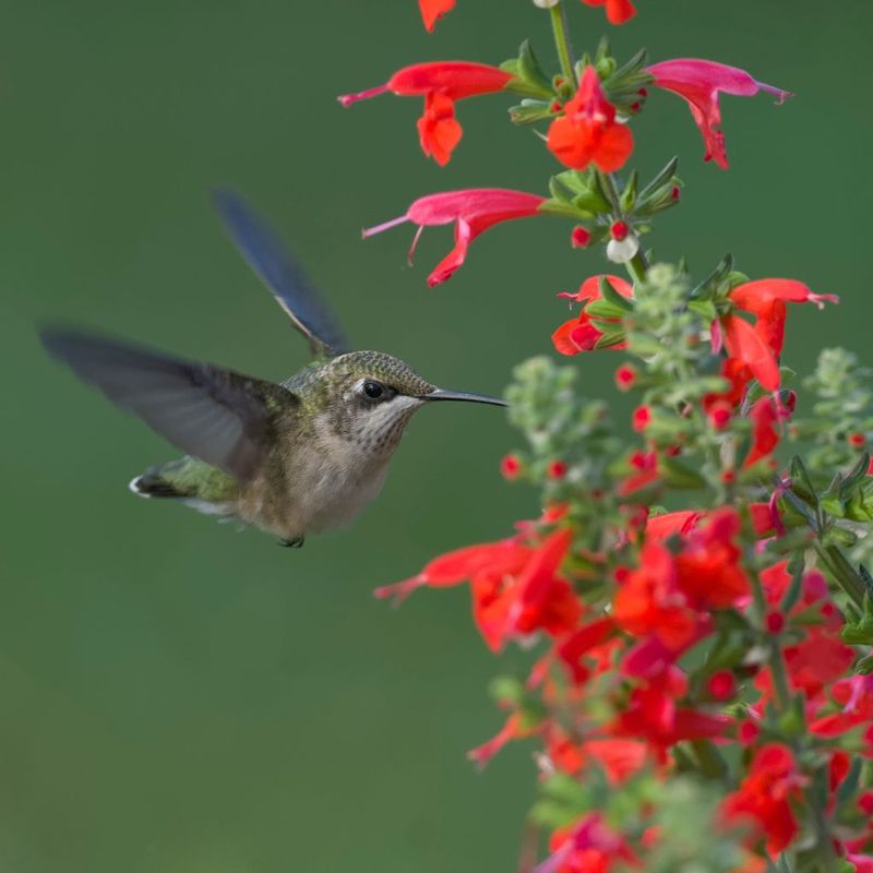 Support pollinators while managing self-seeding