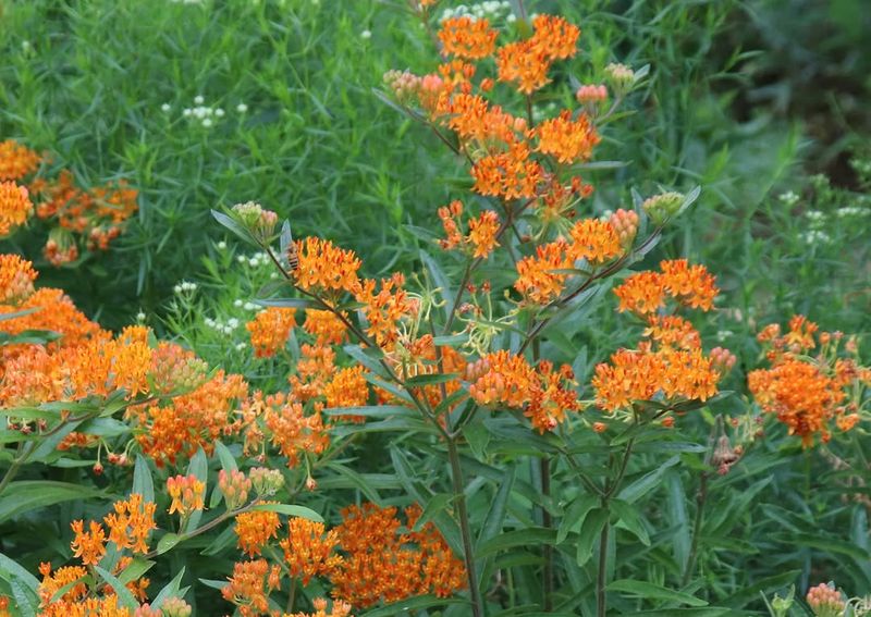 Support pollinators without promising pest control