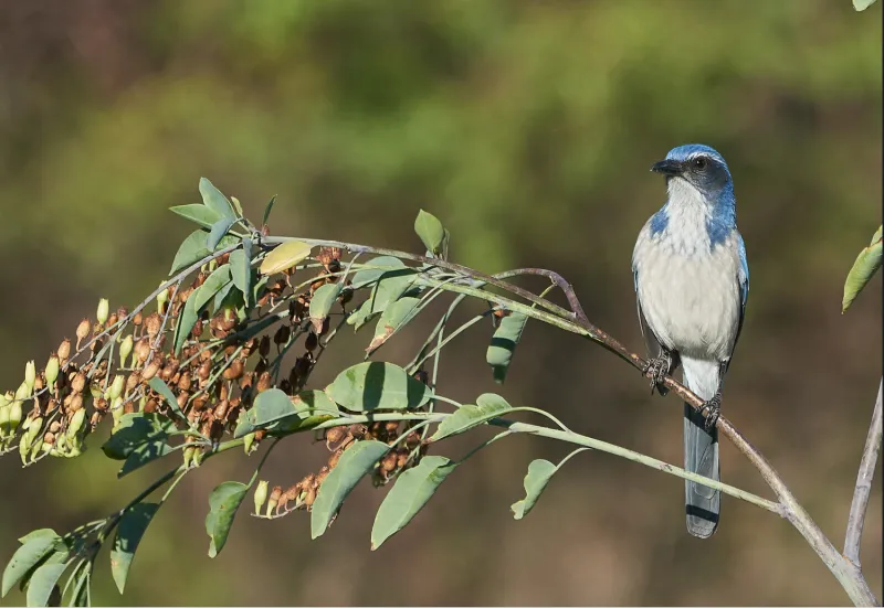 Support scrub-jays without feeding them