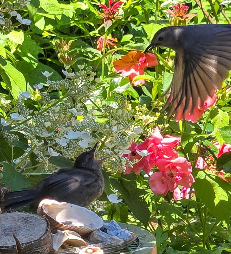Support the bird without creating new hazards