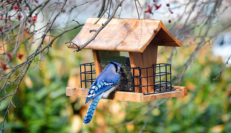 Support the habitat without turning the yard into a health risk Support the habitat without turning the yard into a health risk