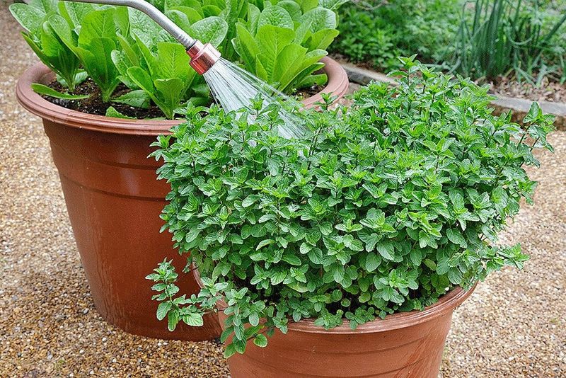 Support the plant with even moisture and suitable exposure Support the plant with even moisture and suitable exposure