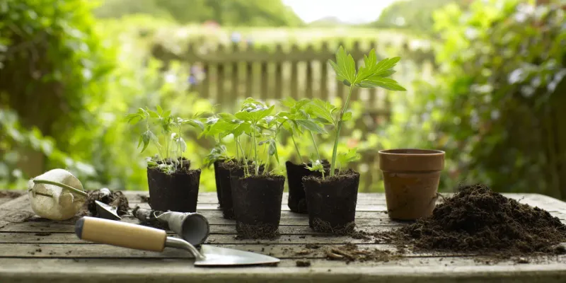 Support the plant with moisture and drainage Support the plant with moisture and drainage