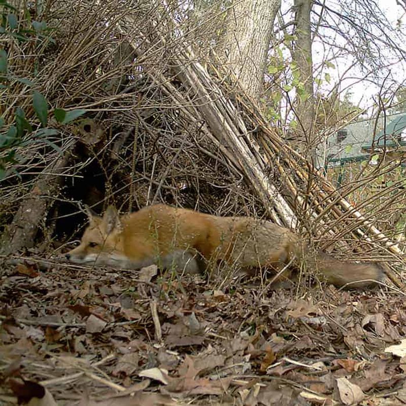 Support wildlife without creating a bait station Support wildlife without creating a bait station