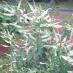 Sweet Almond Verbena Is the Heat-Loving Patio Plant That Makes Texas Summers Smell Better