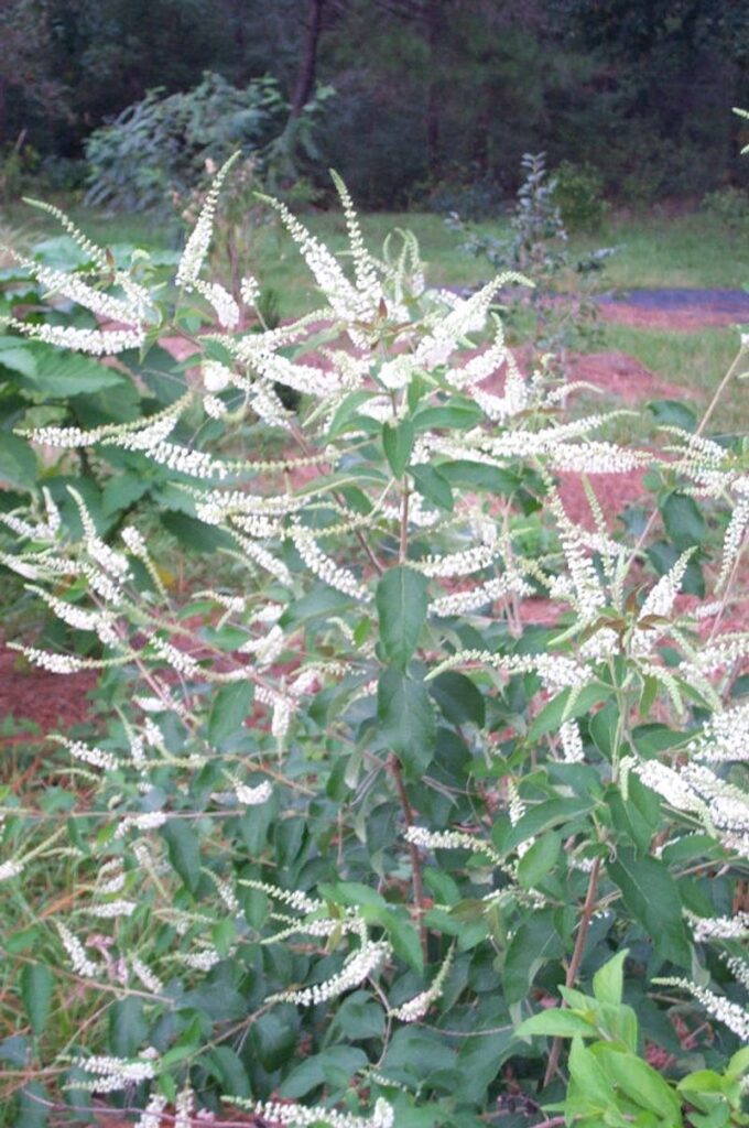 Sweet Almond Verbena Is the Heat-Loving Patio Plant That Makes Texas Summers Smell Better