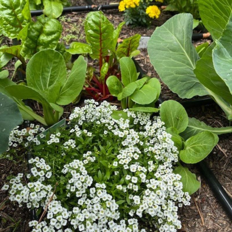 Sweet Alyssum