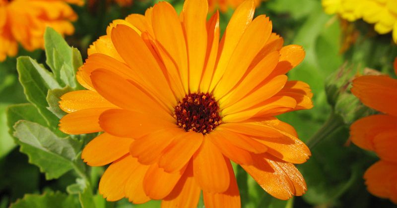 Calendula