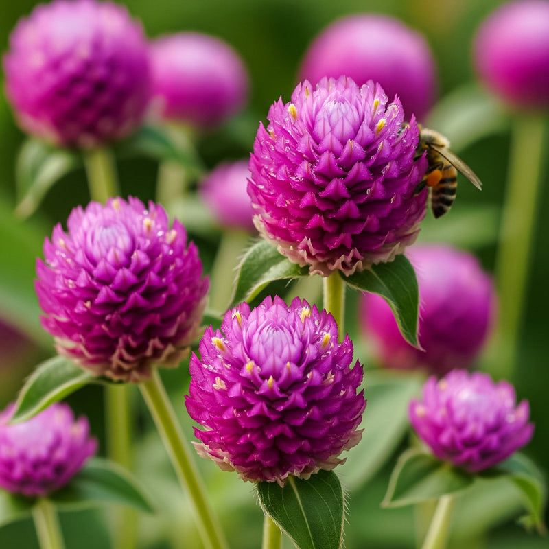 Gomphrena (Globe Amaranth)