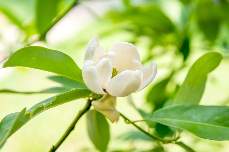 Sweetbay Magnolia