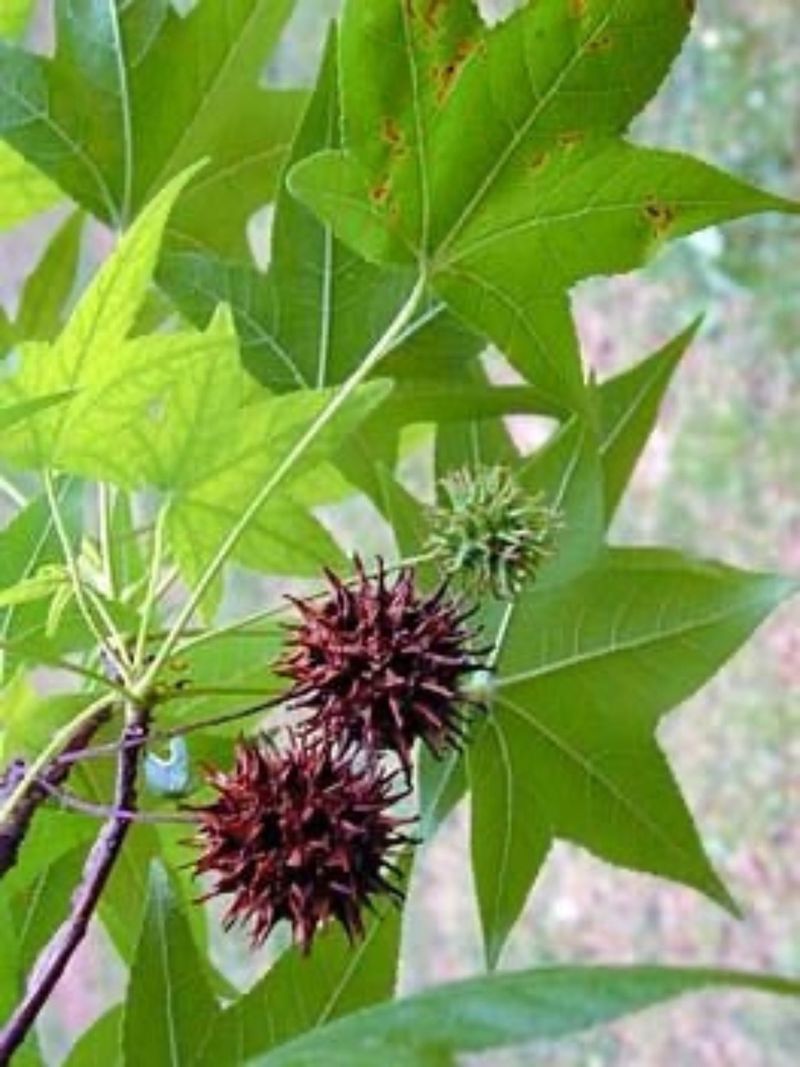 Sweetgum