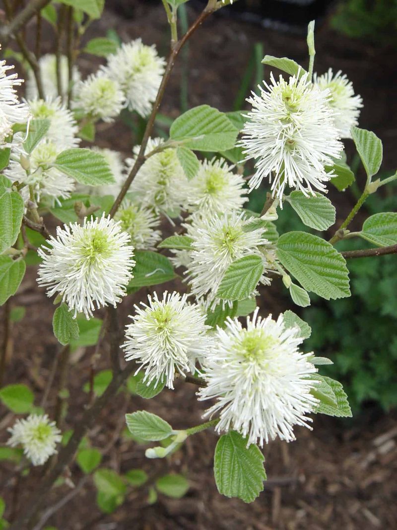 Sweetshrub Fothergilla (Fothergilla major)