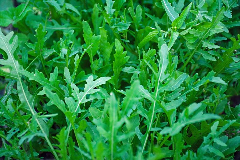 Arugula