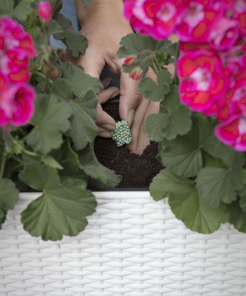 Use a Slow-Release Granular Feed at Planting Time