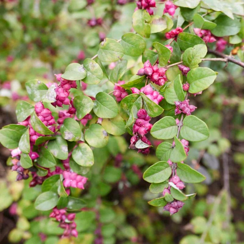 Coralberry (Symphoricarpos orbiculatus)